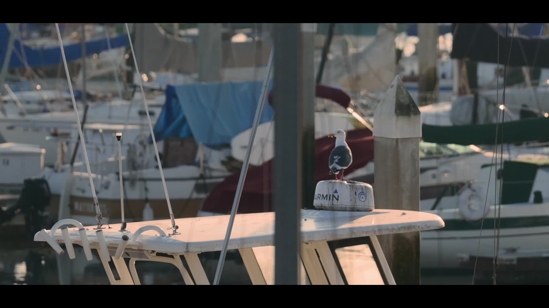 Sunny Harbor